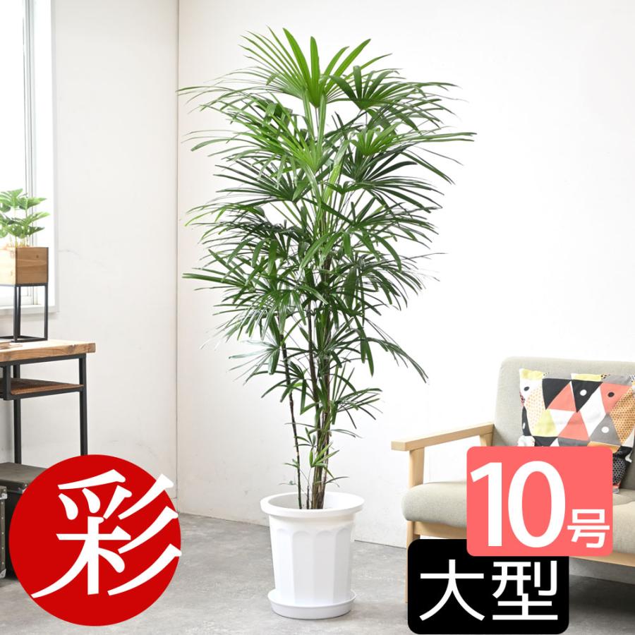 観葉植物 本物 シュロチク 10号鉢 大型 棕櫚竹 背が高い 日陰に 観葉植物 本物 シュロチク 10号鉢 大型 棕櫚竹 背が高い 日陰に