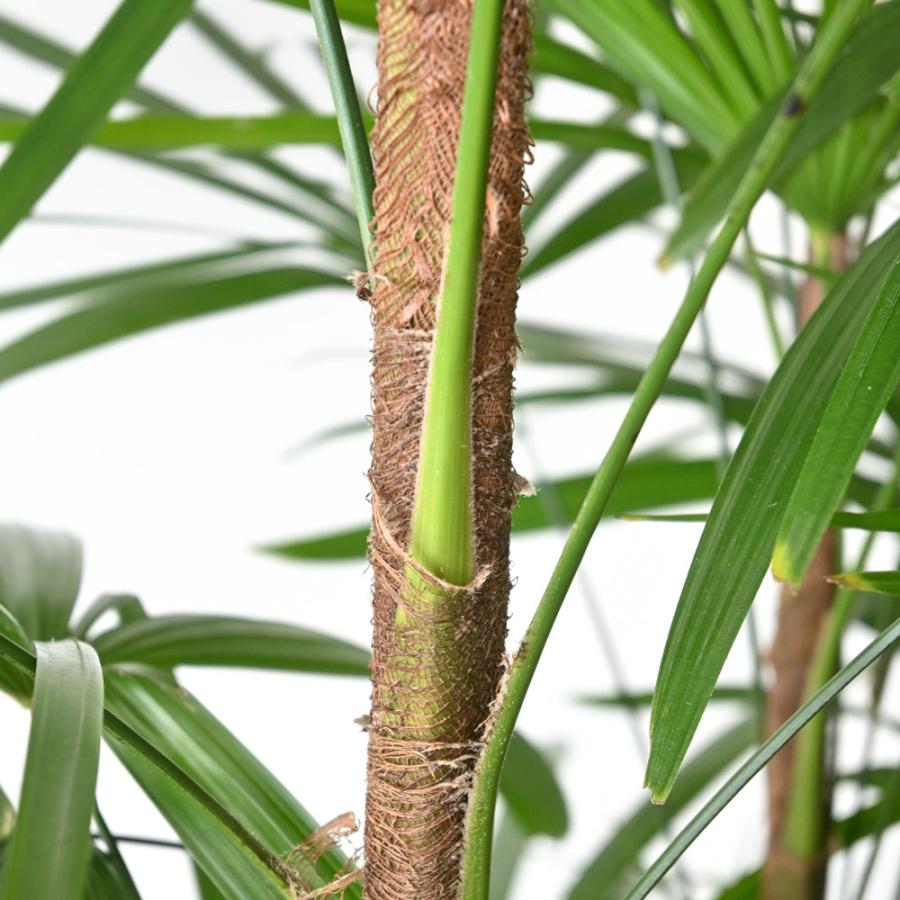 観葉植物 本物 シュロチク 10号鉢 大型 棕櫚竹 背が高い 日陰に 観葉植物 本物 シュロチク 10号鉢 大型 棕櫚竹 背が高い 日陰に