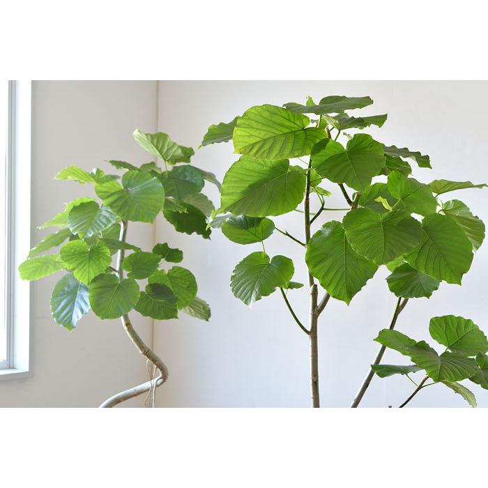 観葉植物 本物 選べる樹形 フィカス・ウンベラータ 10号鉢 直幹 観葉植物 本物 選べる樹形 フィカス・ウンベラータ 10号鉢 直幹