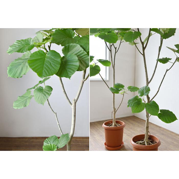 観葉植物 本物 選べる樹形 フィカス・ウンベラータ 10号鉢 直幹 観葉植物 本物 選べる樹形 フィカス・ウンベラータ 10号鉢 直幹