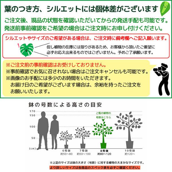 観葉植物 エバーフレッシュ 10号鉢 ネムノキ アカサヤネムノキ ねむの木 合歓の木 大型 室内用 インテリア おしゃれ 通販 人気 Rg 観葉植物の専門店 彩植健美 通販 Yahoo ショッピング