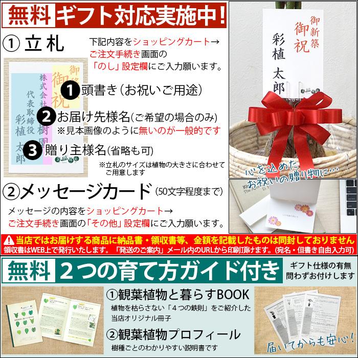 観葉植物 フィカス アルテシーマ バリエガタ 曲がり樹形 10号鉢 大型 室内用 インテリア おしゃれ 開店祝い お祝い 新築祝い 風水 室内 育てやすい Rg0003 観葉植物の専門店 彩植健美 通販 Yahoo ショッピング