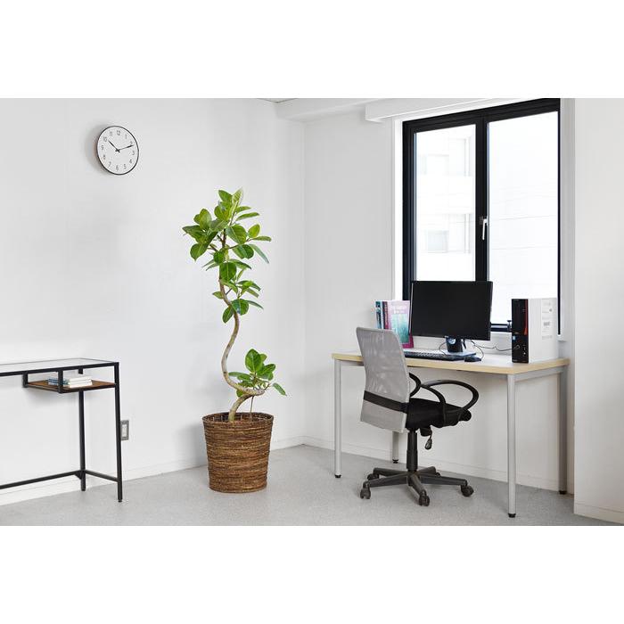 観葉植物 本物 フィカス・アルテシーマ・バリエガタ 曲がり樹形 10号鉢