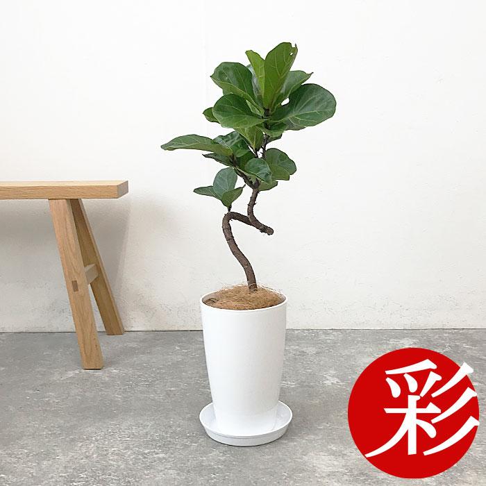観葉植物 本物 数量限定 フィカス・リラータ 7号プラ鉢ロングポット 父