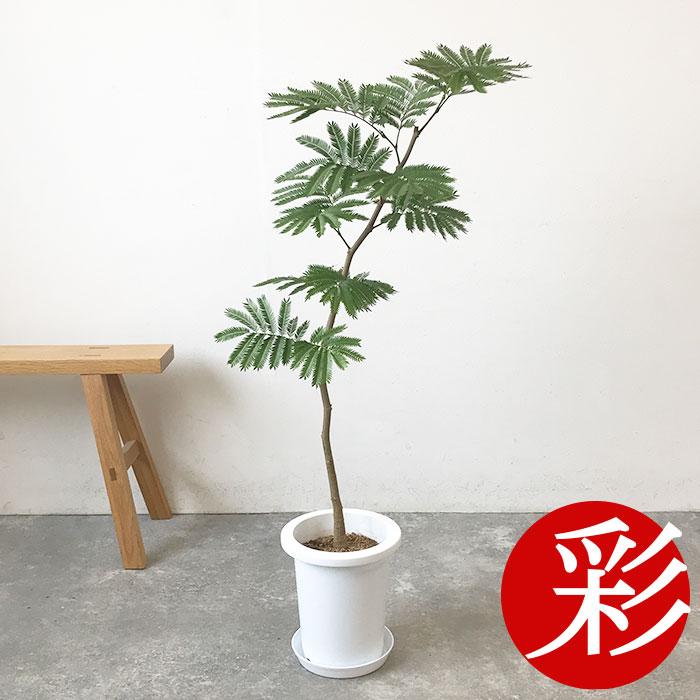 観葉植物 本物 数量限定 エバーフレッシュ 7号鉢 父の日 : 観葉植物の