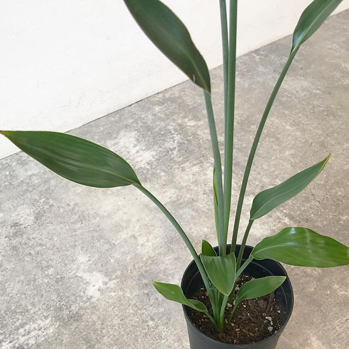 観葉植物 本物 数量限定 ストレリチア ノンリーフ 3.5号ロング 観葉植物 本物 数量限定 ストレリチア ノンリーフ 3.5号ロング