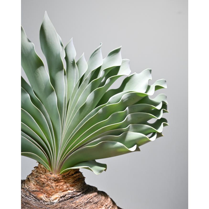 観葉植物 本物 現品 希少 ブーファン・ハエマンソイデス 観葉植物 本物 現品 希少 ブーファン・ハエマンソイデス