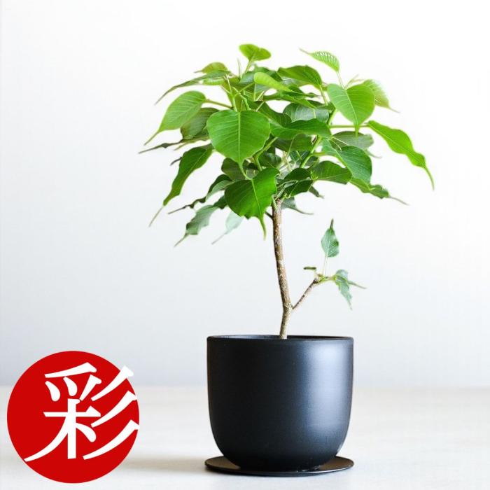 観葉植物 本物 インドボダイジュ コンパクタ マットポット インテリア