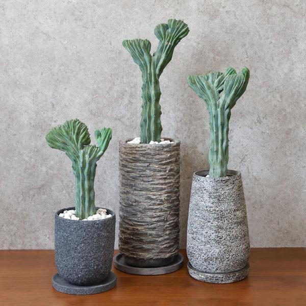 激安特価 観葉植物 柱サボテン竜神木 リュウジンボク 綴化 現品 大型 室内用 インテリア おしゃれ 通販 人気 Ryujin 観葉植物の専門店 彩植健美 通販 Yahoo ショッピング 新着商品 Www Iccostierovico Edu It