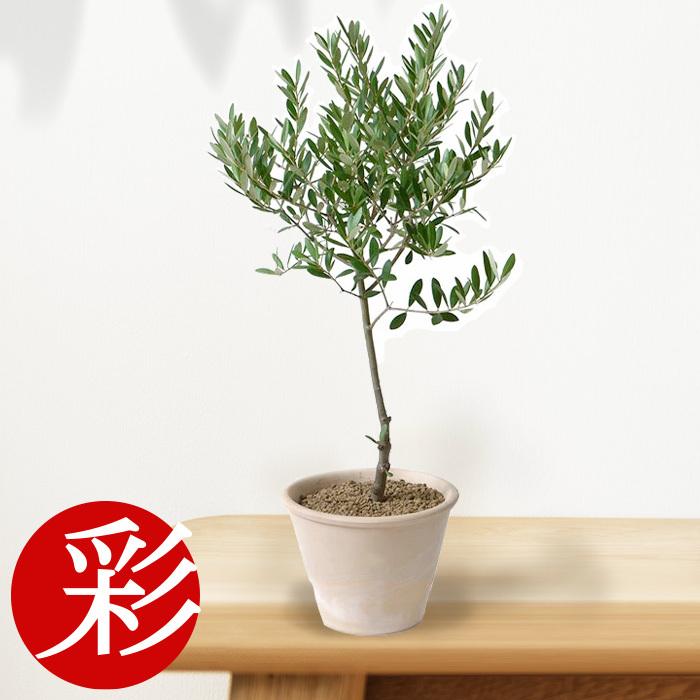 屋外用 オリーブ テラコッタポット オリーブの木 鉢植え 苗 観葉植物 母の日 St 観葉植物の専門店 彩植健美 通販 Yahoo ショッピング