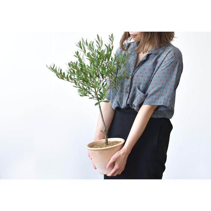屋外用 オリーブ テラコッタポット オリーブの木 鉢植え 苗 観葉植物 母の日 St 観葉植物の専門店 彩植健美 通販 Yahoo ショッピング