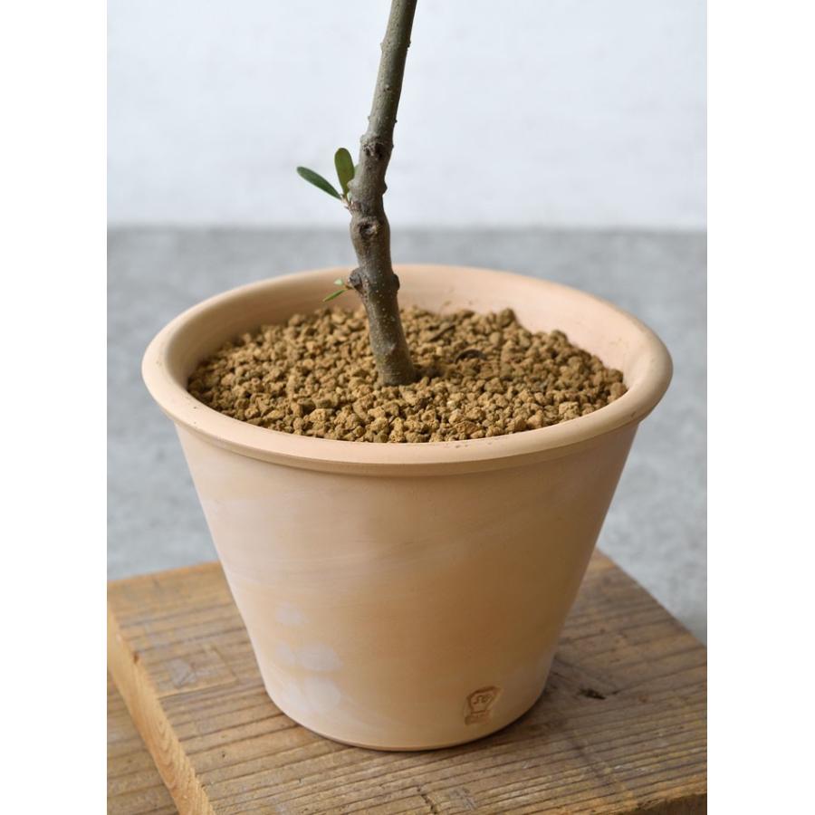 屋外用 オリーブ テラコッタポット オリーブの木 鉢植え 苗 観葉植物 母の日 St 観葉植物の専門店 彩植健美 通販 Yahoo ショッピング
