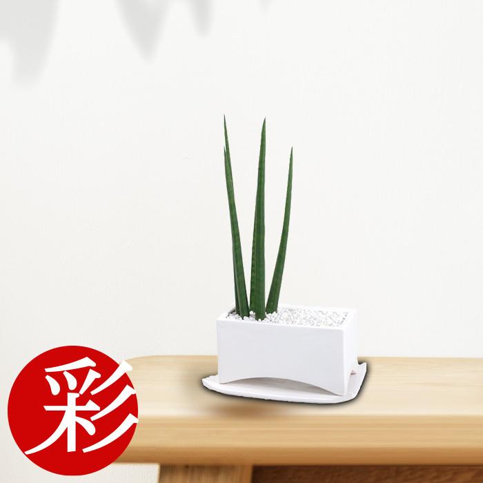 観葉植物 サンスベリア スタッキー 陶器入り 卓上 室内用 インテリア おしゃれ サンセベリア スタッキー 母の日 St 観葉植物の専門店 彩植健美 通販 Yahoo ショッピング