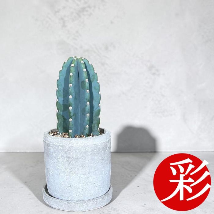 観葉植物 本物 柱サボテン トゲなし 鬼面角 ヌーダム セメント