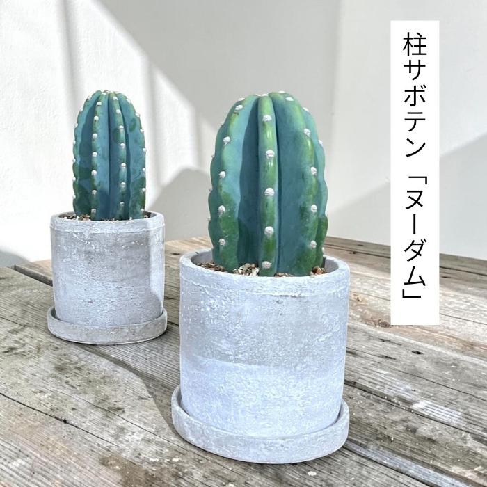 観葉植物 本物 柱サボテン トゲなし 鬼面角 ヌーダム セメント