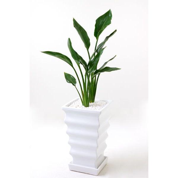 観葉植物 ストレリチア レギネ 2株仕立て 白陶器入り 卓上 室内用 インテリア おしゃれ 極楽鳥花 St 観葉植物の専門店 彩植健美 通販 Yahoo ショッピング