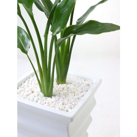 観葉植物 ストレリチア レギネ 2株仕立て 白陶器入り 卓上 室内用 インテリア おしゃれ 極楽鳥花 St 観葉植物の専門店 彩植健美 通販 Yahoo ショッピング