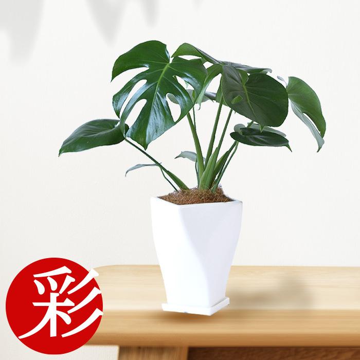 観葉植物 モンステラ ツイストホワイトポット 白陶器 入り インテリア おしゃれ 開店祝い お祝い 父の
