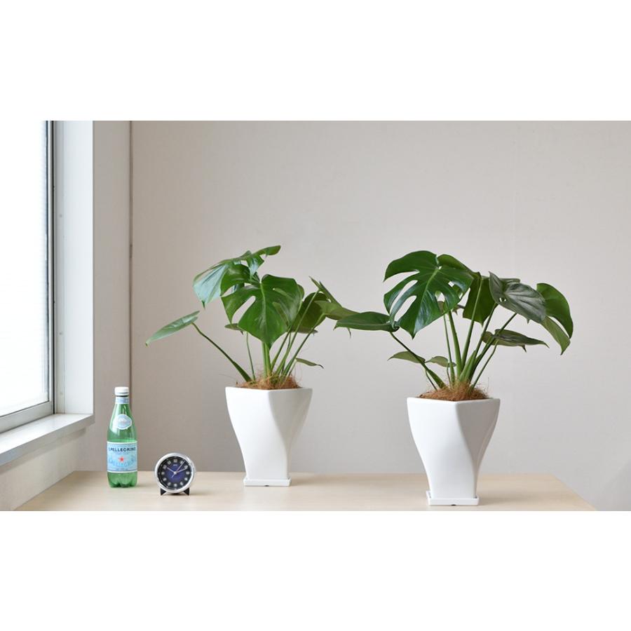 観葉植物 本物 モンステラ ツイストホワイトポット 白陶器 入り
