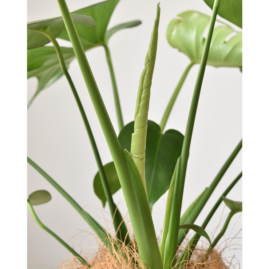 観葉植物 本物 モンステラ ツイストホワイトポット 白陶器 入り
