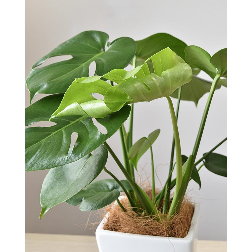 観葉植物 本物 モンステラ ツイストホワイトポット 白陶器 入り