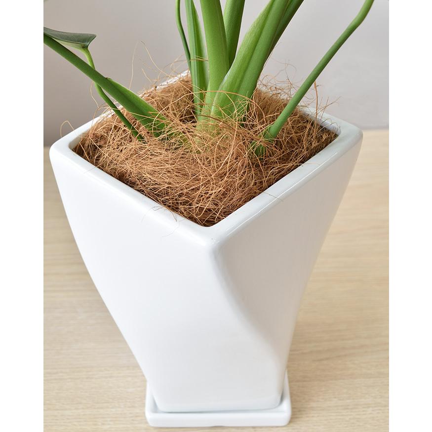 観葉植物 本物 モンステラ ツイストホワイトポット 白陶器 入り