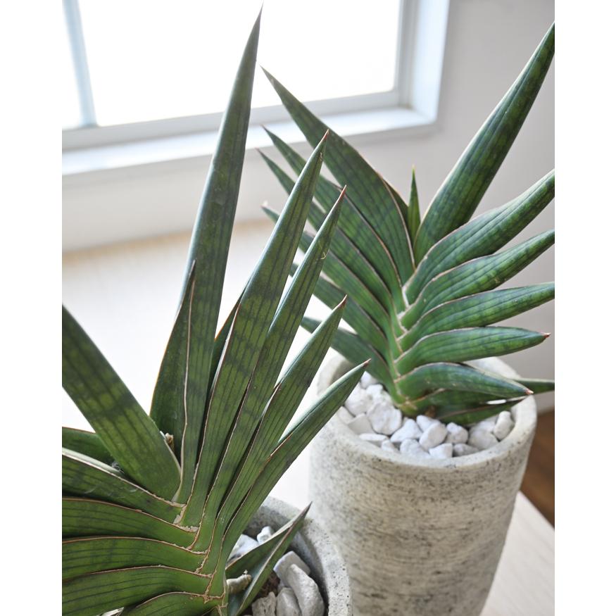観葉植物 本物 サンスベリア・ケニア セメントポット インテリア