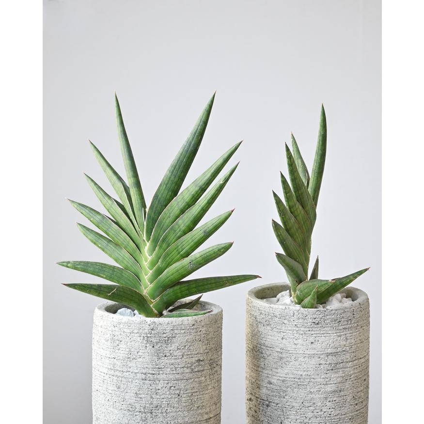 観葉植物 本物 サンスベリア・ケニア セメントポット インテリア