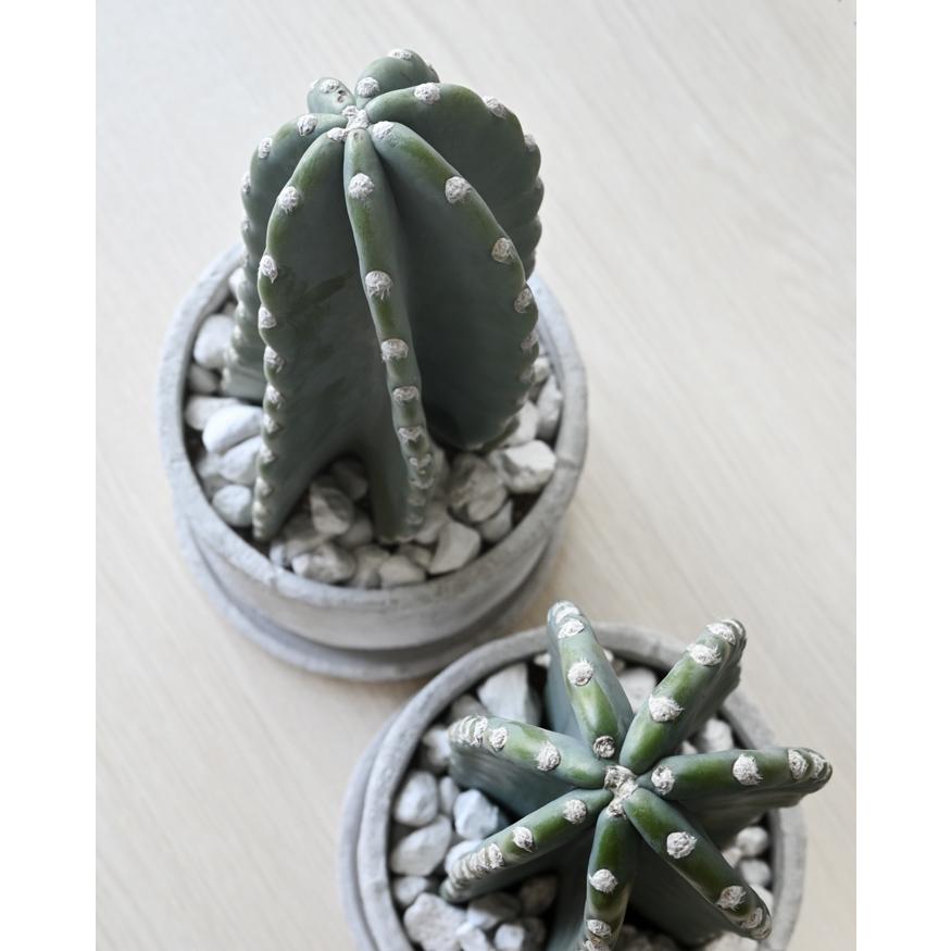 観葉植物 本物 柱サボテン トゲなし 鬼面角 ヌーダム セメント