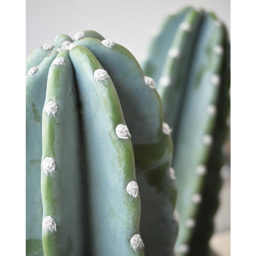 観葉植物 本物 柱サボテン トゲなし 鬼面角 ヌーダム セメント