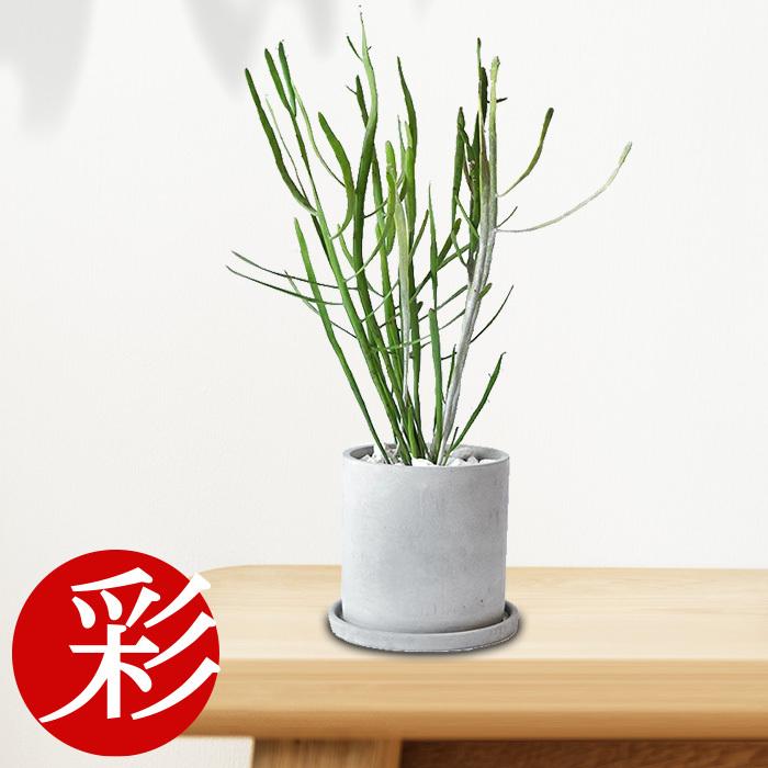 超目玉 観葉植物 ユーフォルビア キシロフィロイデス ヘラサンゴ セメントポット ビザールプランツ 珍奇植物 インテリア おしゃれ 開店祝い お祝い 母の日 コンビニ受取対応商品 Zoetalentsolutions Com