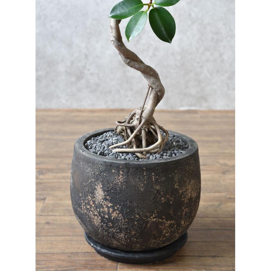 現品】 選べる樹形 観葉植物 本物 ガジュマル（根上がり）バルーン