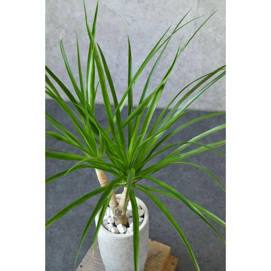 現品 希少 レア 観葉植物 ドラセナ カンボジアーナ 2股 St 観葉植物の専門店 彩植健美 通販 Yahoo ショッピング
