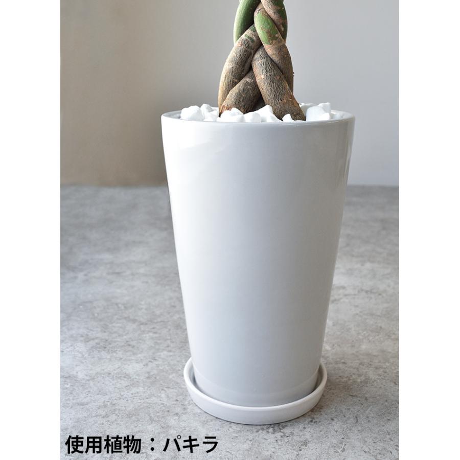 観葉植物 ポトス ヘゴ仕立て シャイニーホワイト ラウンドポット 室内 インテリア おしゃれ オウゴンカズラ 母の日 St 観葉植物の専門店 彩植健美 通販 Yahoo ショッピング