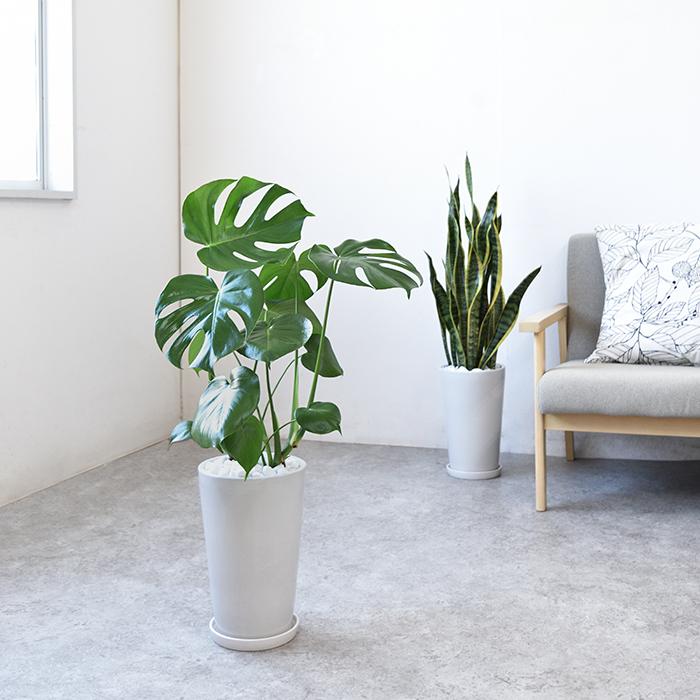 観葉植物 本物 モンステラ シャイニーホワイト ラウンドポット 観葉植物 本物 モンステラ シャイニーホワイト ラウンドポット