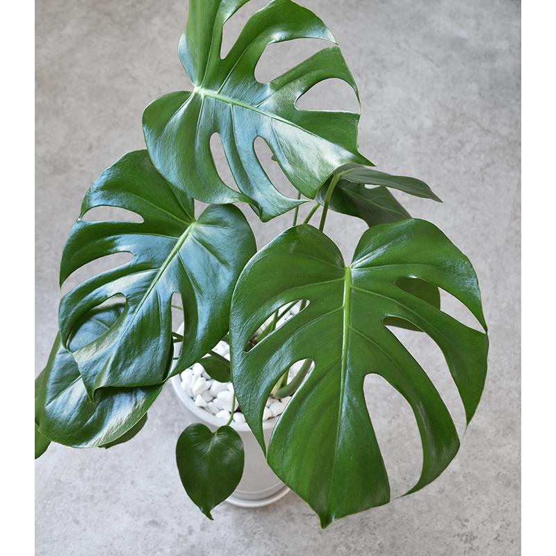 観葉植物 モンステラ シャイニーホワイト ラウンドポット 陶器 サトイモ科 日陰に強い 玄関 南国風 ハートの葉っぱ St 観葉植物の専門店 彩植健美 通販 Yahoo ショッピング