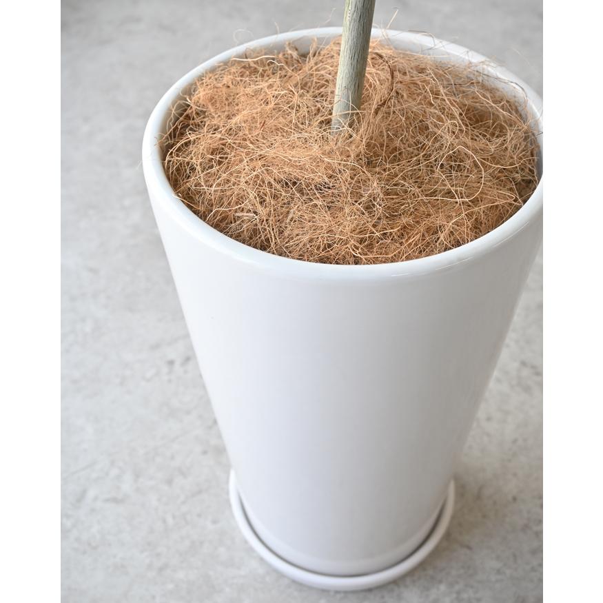 観葉植物 本物 フィカス ウンベラータ シャイニーホワイト ラウンド