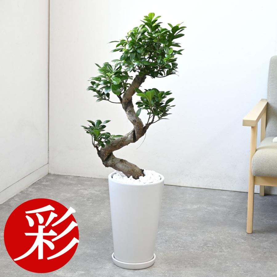 観葉植物 本物 ガジュマル（昇り竜）シャイニーホワイト ラウンド