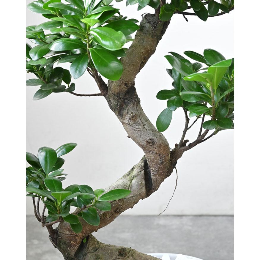 観葉植物 本物 ガジュマル（昇り竜）シャイニーホワイト ラウンド