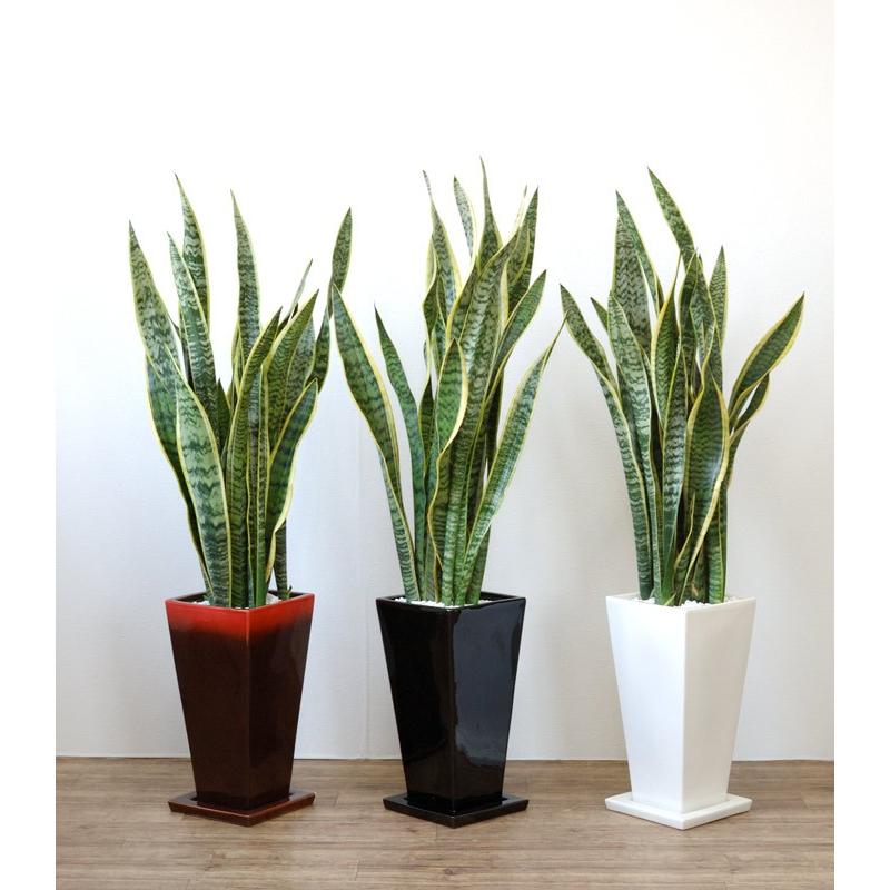 観葉植物 サンスベリア ローレンティー セラアート鉢 6号鉢 中型 ブラック ホワイト 空気清浄 肉厚の葉 Cr 観葉植物の専門店 彩植健美 通販 観葉植物の専門店 彩植健美観葉植物 サンスベリア ローレンティ シャイニーホワイト ラウンドポット 陶器 簡単 育て