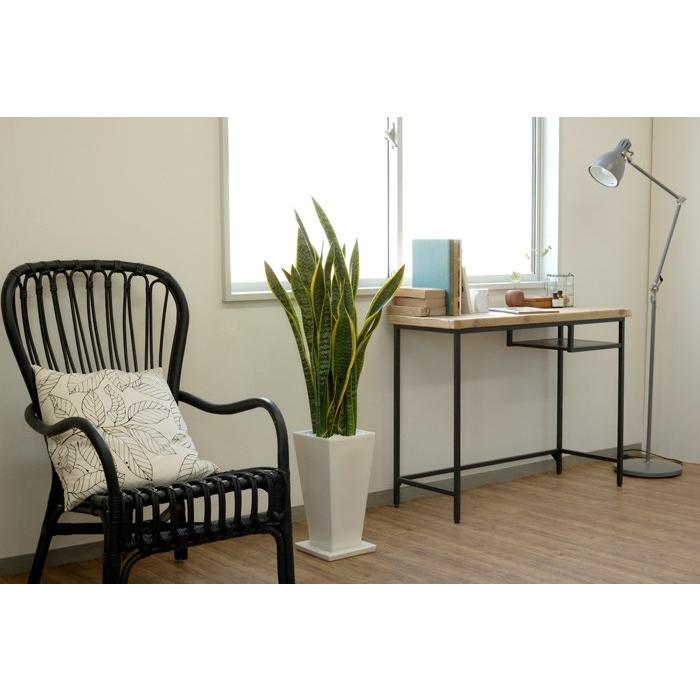 観葉植物 サンスベリア ローレンティー スクエア陶器入り 室内用 インテリア おしゃれ St 観葉植物の専門店 彩植健美 通販 Yahoo ショッピング