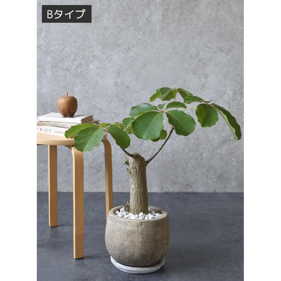 現品 選べる樹形 観葉植物 希少 レア 塊根植物 コーデックス ボンバックス エリプチカム バルーンアンティークブラック インテリア おしゃれ St 観葉植物の専門店 彩植健美 通販 Yahoo ショッピング