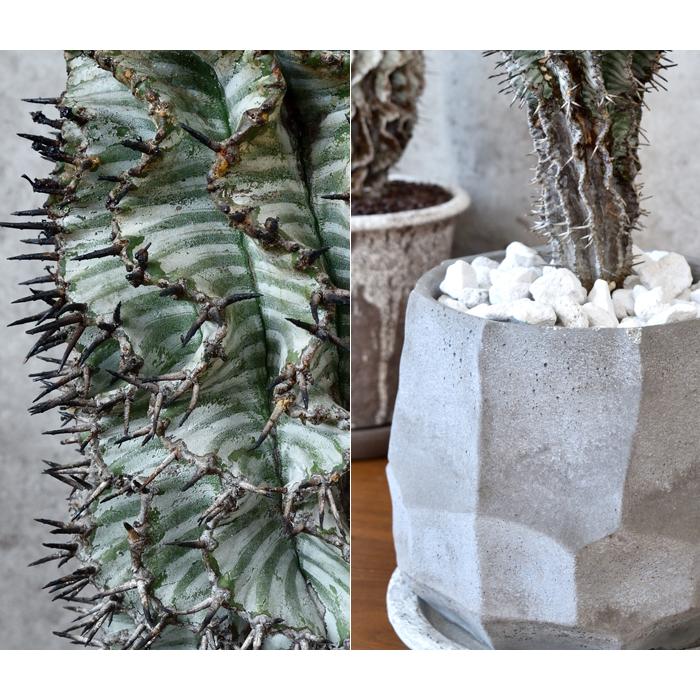 現品 観葉植物 多肉植物 ユーフォルビア ホリダ ゼブラ コンクリートポット ビザールプランツ 珍奇植物 大型 室内用 インテリア おしゃれ 通販 人気 St 観葉植物の専門店 彩植健美 通販 Yahoo ショッピング