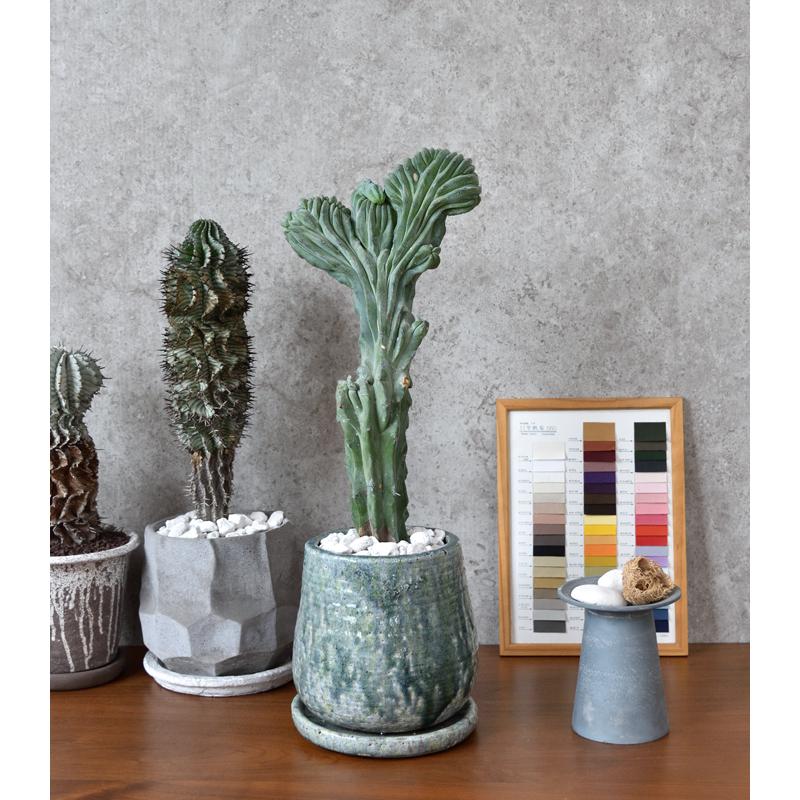 現品 観葉植物 本物 柱サボテン竜神木（リュウジンボク） アンティーク