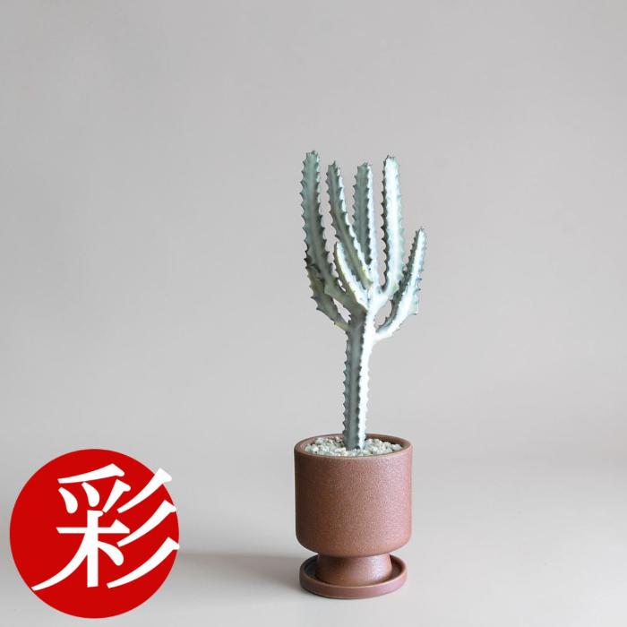 観葉植物 本物 ユーフォルビア ホワイトゴースト 釉薬陶器入り
