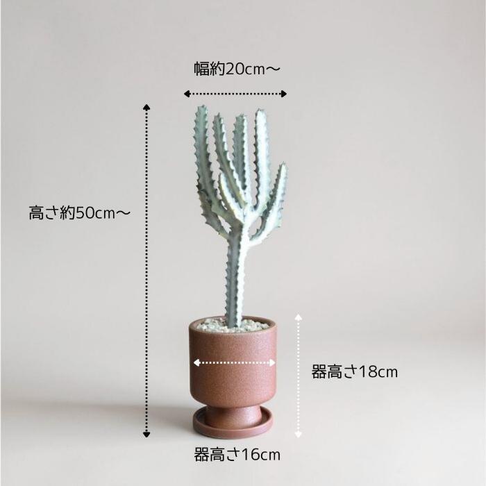 観葉植物 本物 ユーフォルビア ホワイトゴースト 釉薬陶器入り