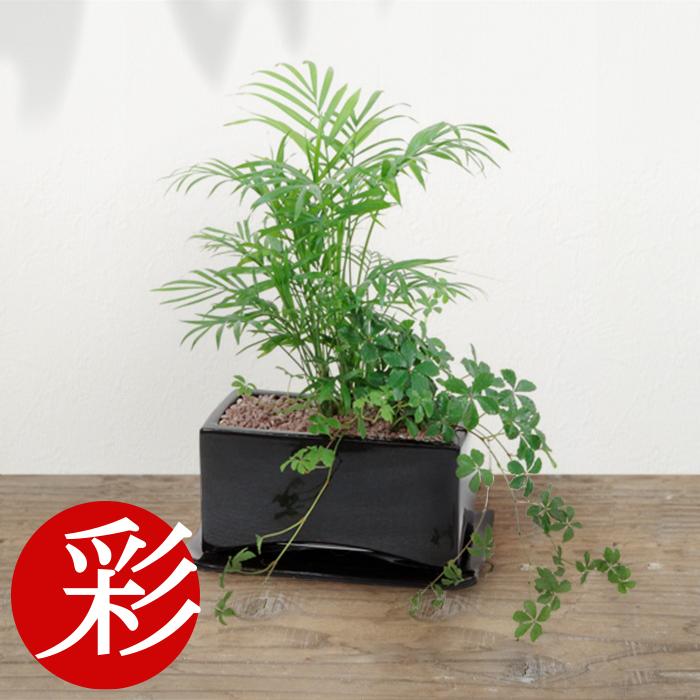 観葉植物 シュガーバインとテーブルヤシの寄せ植え 卓上 室内用 インテリア おしゃれ 母の日 Yo 観葉植物の専門店 彩植健美 通販 Yahoo ショッピング