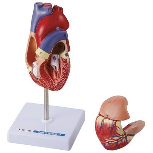 心臓の構造模型 DM56｜saito-syouten