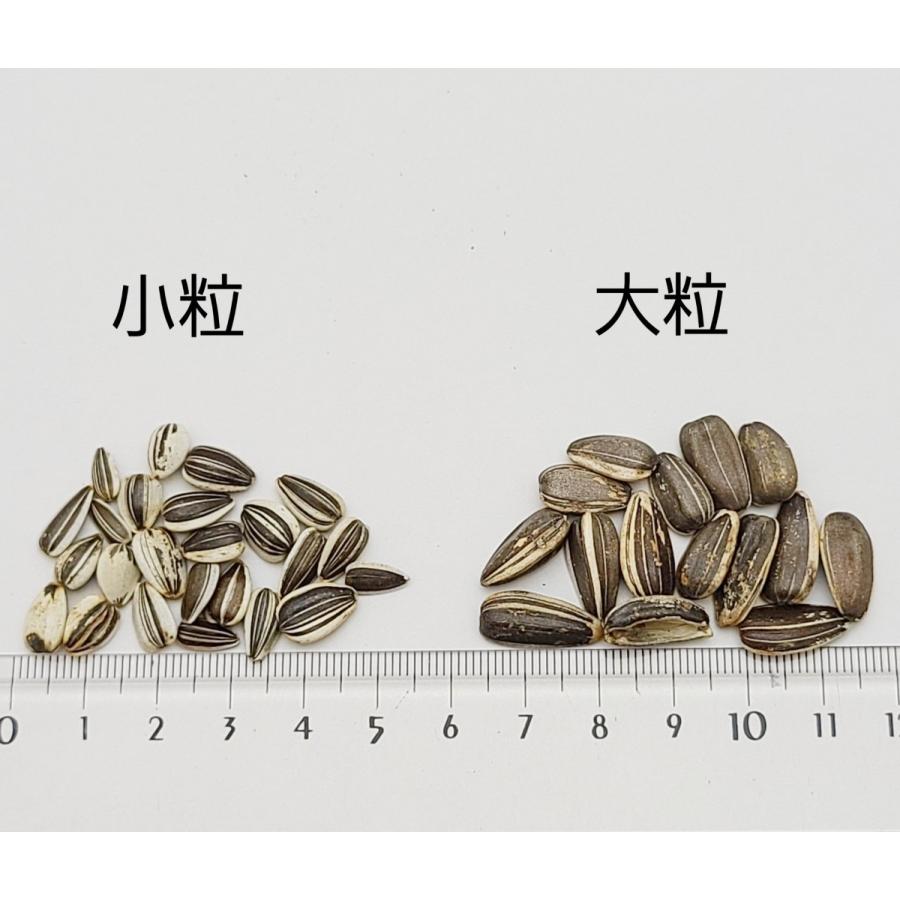 ひまわりの種・大粒 500g : サイトウーコーポレーション - 通販