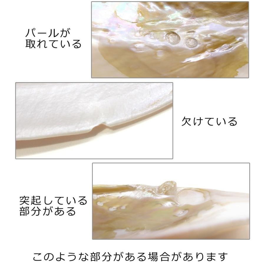 パールシェル イケチョウ貝 天然真珠貝殻 両面ポリッシュ仕上げ（両面